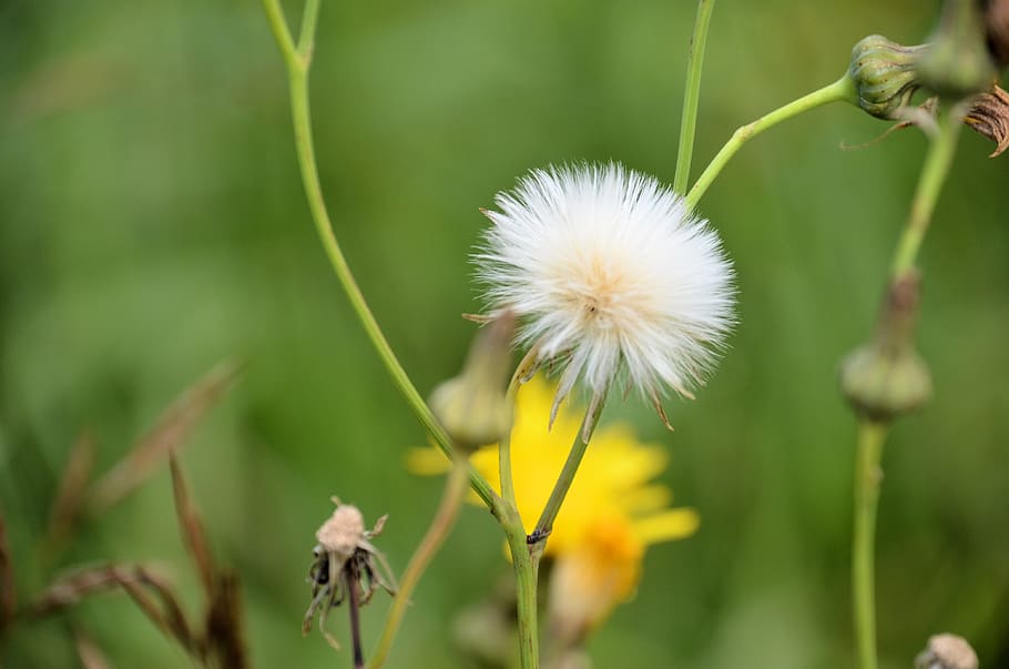 flower, flowering plant, fragility, vulnerability, freshness HD wallpaper