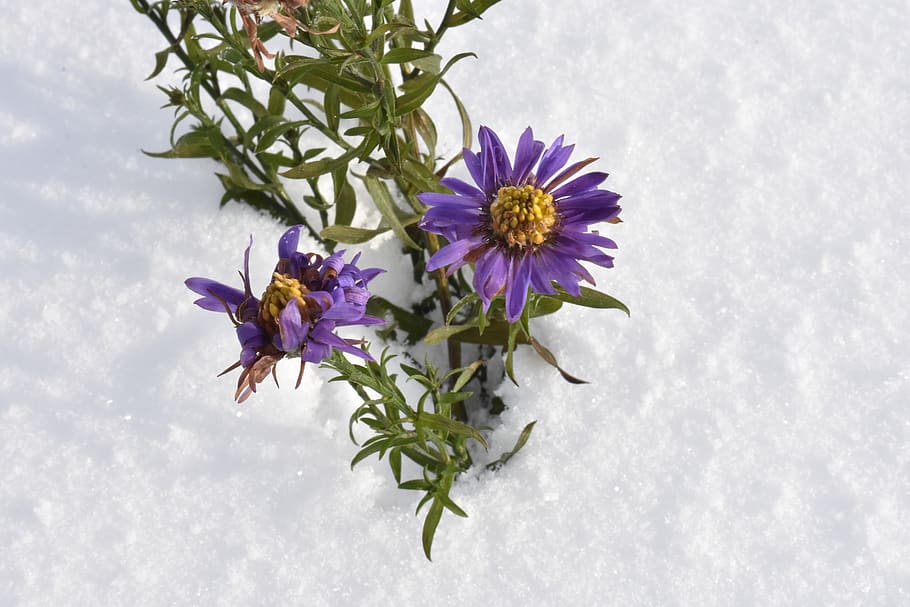 flower, snow, winter, astra, novoblogika, santbrink, in winter HD wallpaper