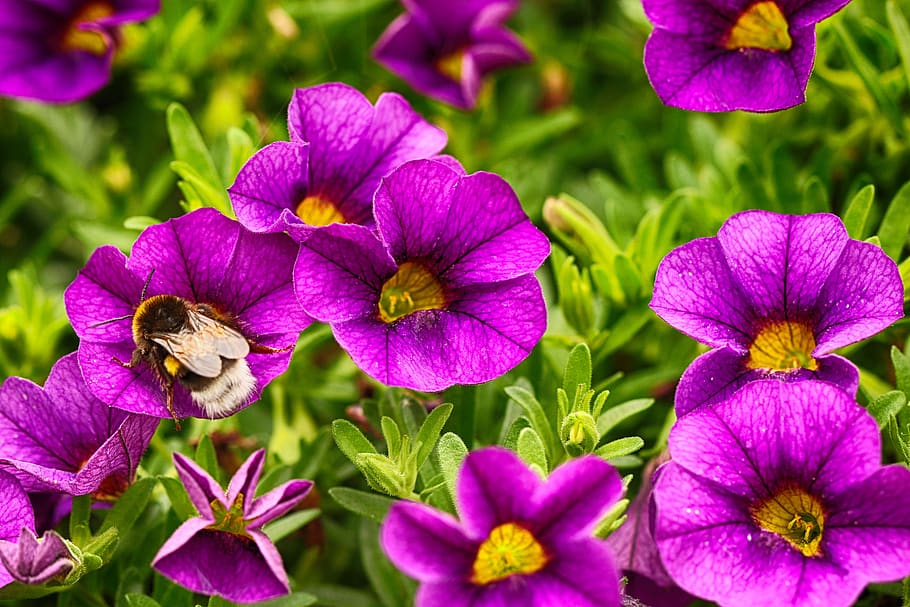 flowers, bumblebee, insect, macro, nature, blossom, garden flower HD wallpaper