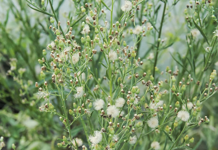 green, flower, little, things, small, tiny, growth, plant, green color HD wallpaper