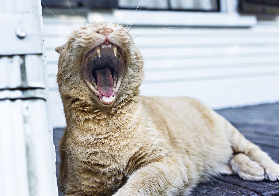 Orange Tabby Cat Lying on Floor, kitten, pet, teeth, yawning HD wallpaper