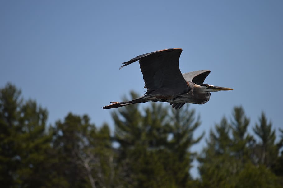 sandhillcrane, birds, animal wildlife, animals in the wild HD wallpaper