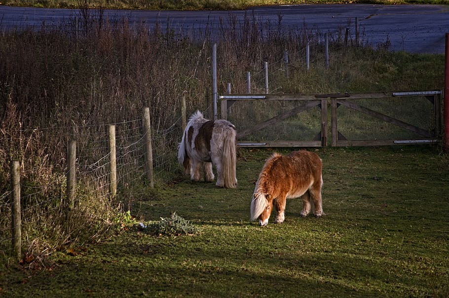 horse, horses, pony, the pony, animals, pasture, outdoor, shetland pony