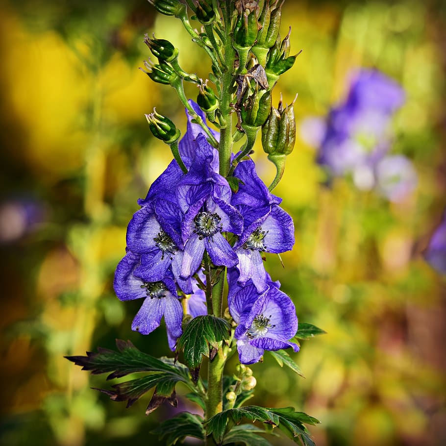 monkshood, aconite, flower, plant, poisonous, ranunculaceae, HD wallpaper