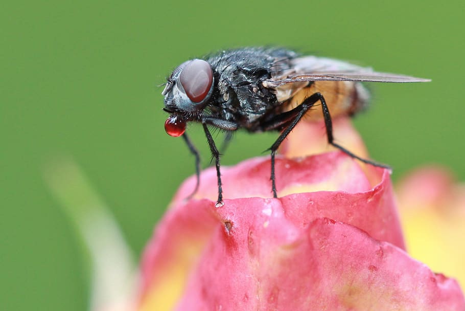 Black and Brown Fly Perching on Pink Flower, bloom, blossom, fauna, HD wallpaper