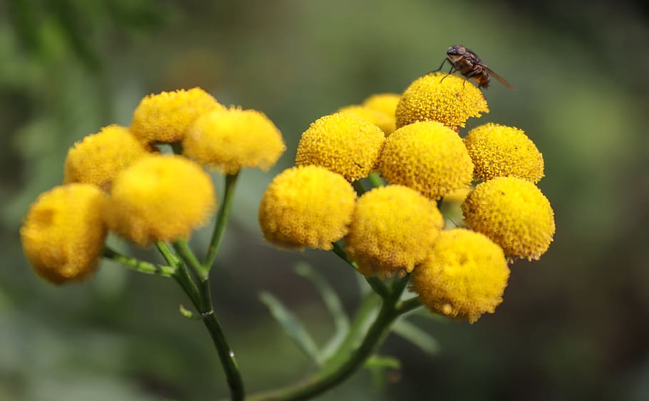 flower, blossom, bloom, insect, yellow, close up, macro, nature HD wallpaper