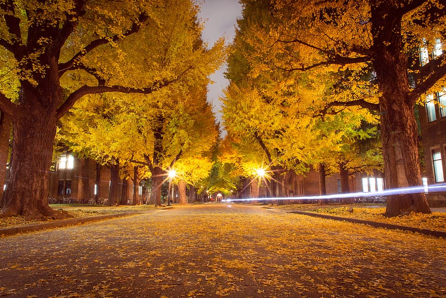 yellow leaves on road between trees, autumn, plant, change, nature HD wallpaper