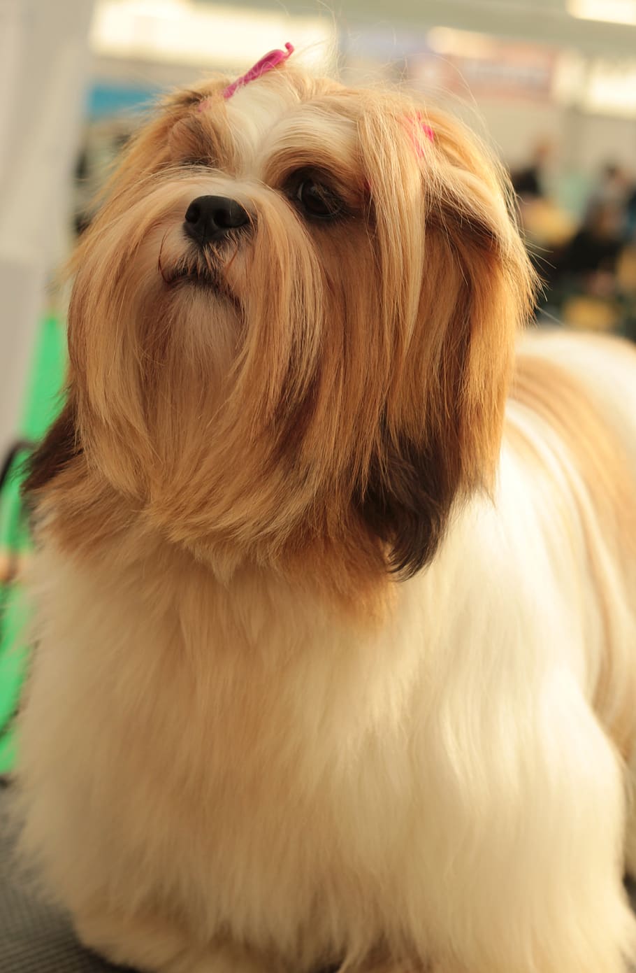 dogshow, lhasa apso, long-haired, young, red white, adorable