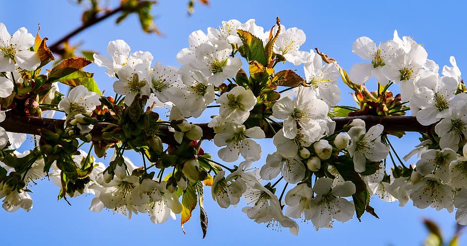 cherry, flower, tree, spring, nature, white, plants, flowering HD wallpaper