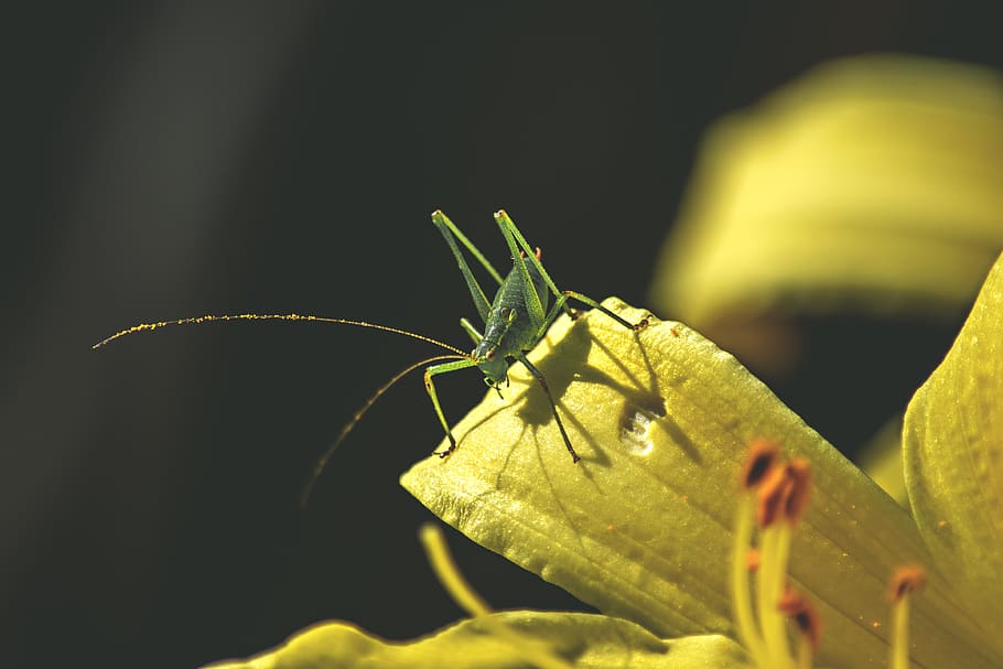 cricket, bush cricket, insect, animal themes, invertebrate HD wallpaper
