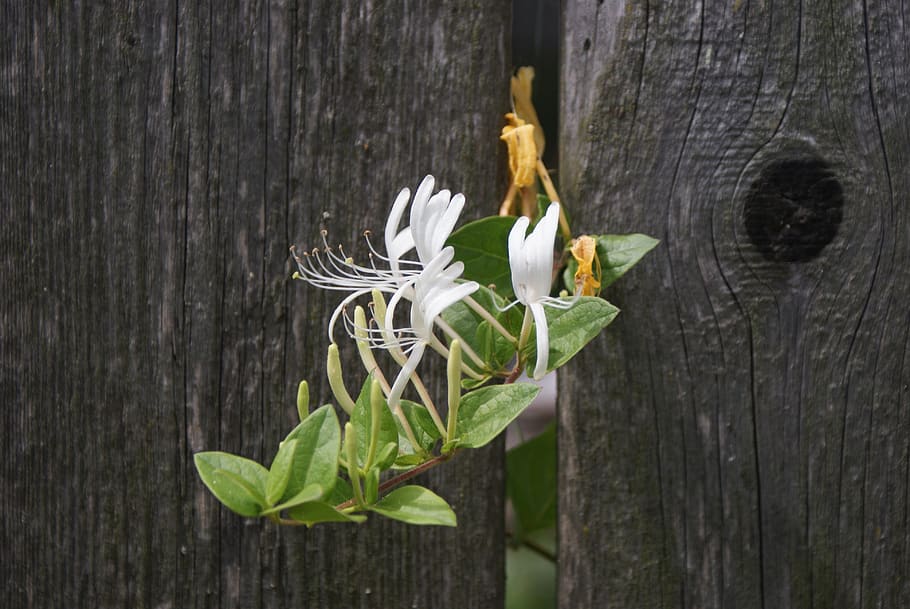supplies, flower, courage, power, white, yellow, wood - material HD wallpaper