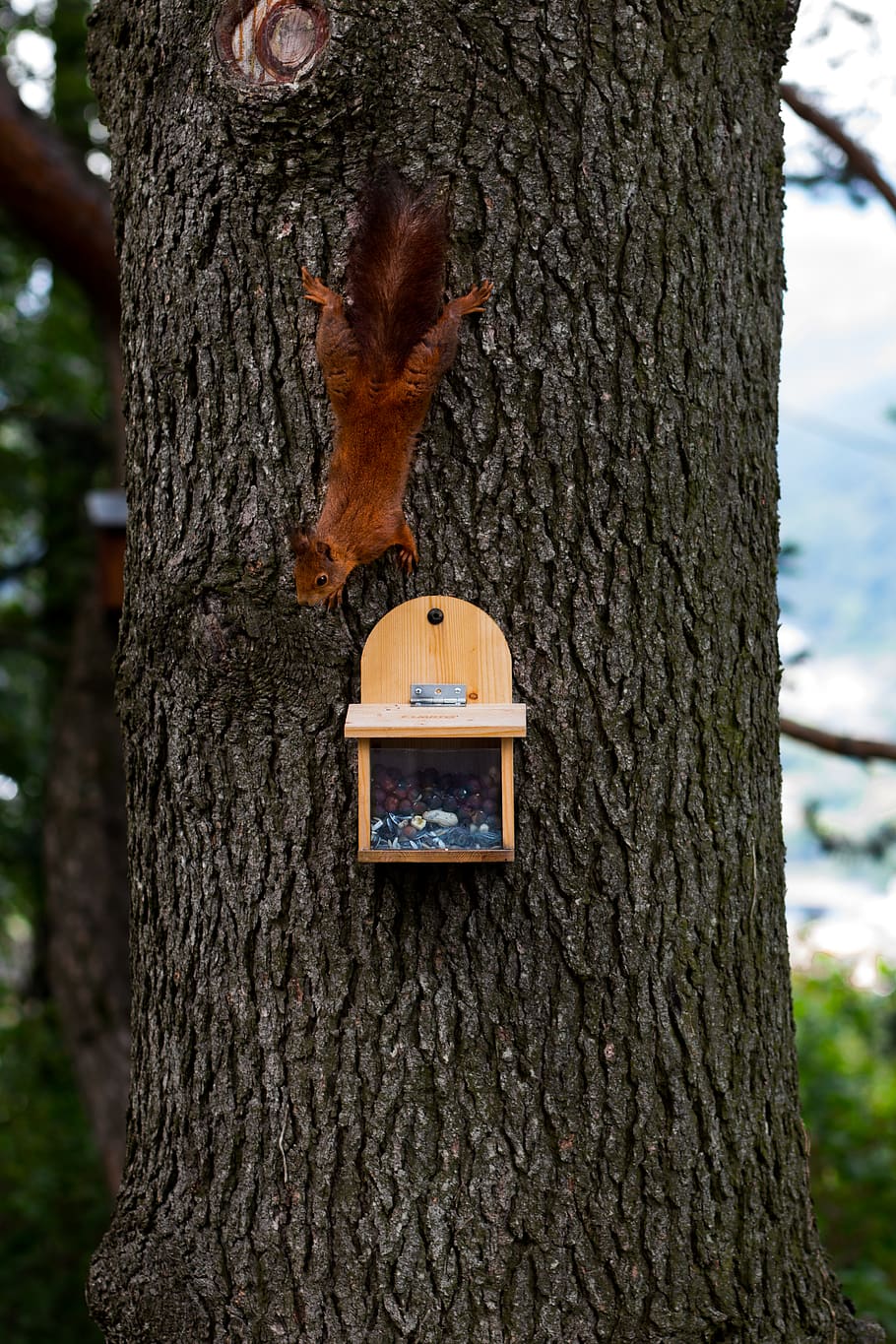 squirrel on tree trunk, animal, rodent, mammal, geneva, switzerland HD wallpaper