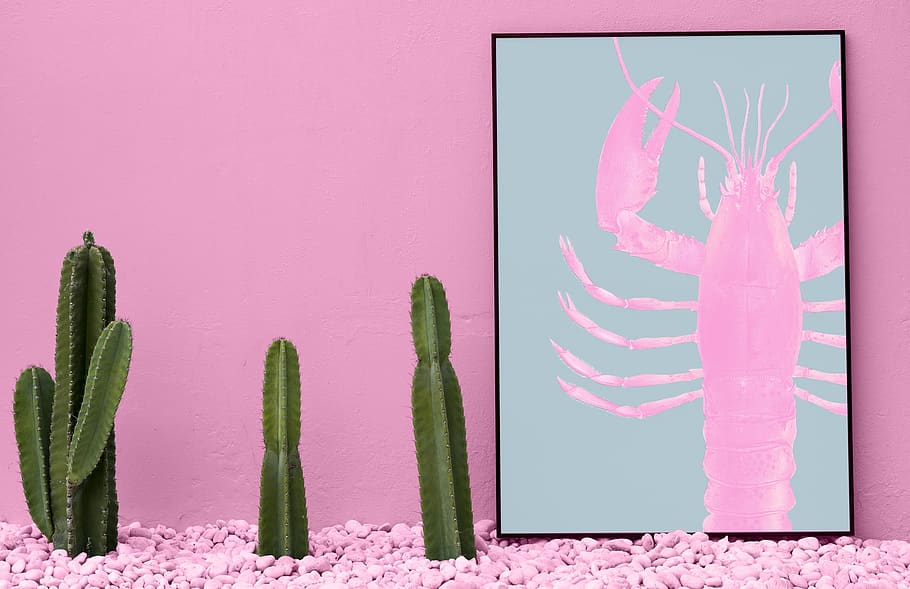 nature, desktop, flower, board, cactus, copy space, decor, design space HD wallpaper