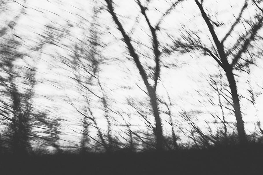 black and white, tree, plant, no people, nature, full frame HD wallpaper