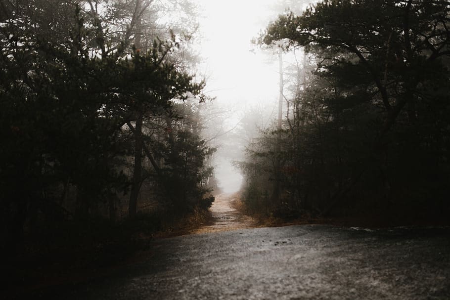 road between trees, plant, forest, direction, tranquility, nature HD wallpaper