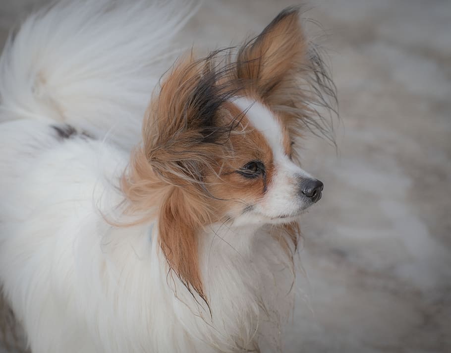 dog, pet, dwarf spaniel, papillon, butterfly dog, animal, view HD wallpaper
