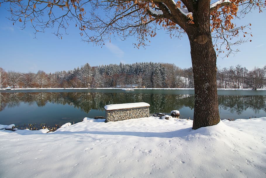 snow, winter, cold, tree, frozen, ice, lake, winter lake, blue sky HD wallpaper