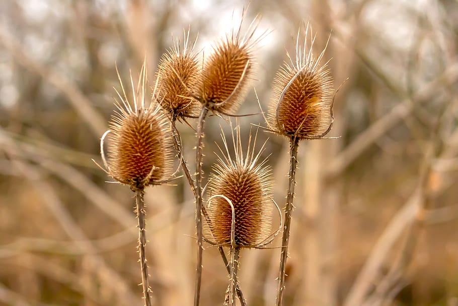 stalk, szamárkóró, dry, stem, field, flower, flora, nature HD wallpaper
