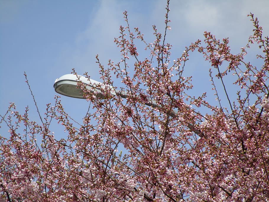 pink, cherry blossom, flowers, tree, spring, street light, sky HD wallpaper