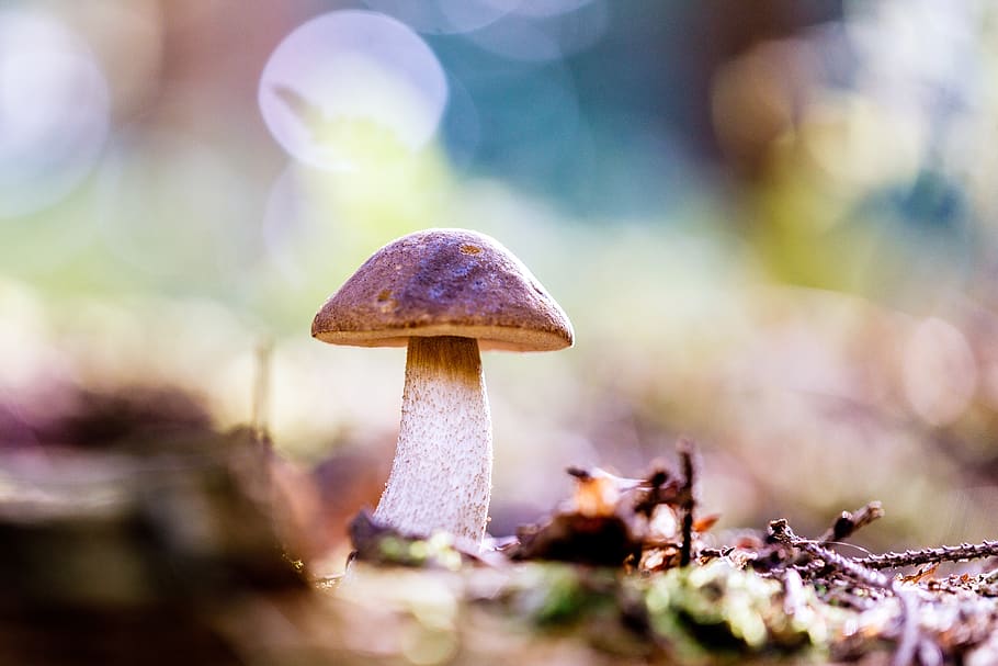sponge, forest floor, autumn, fungus, mushroom, vegetable, food HD wallpaper