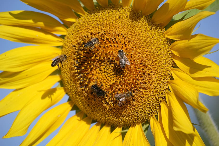 sunflower, bees, close up, blossom, bloom, yellow, sunny, summer HD wallpaper