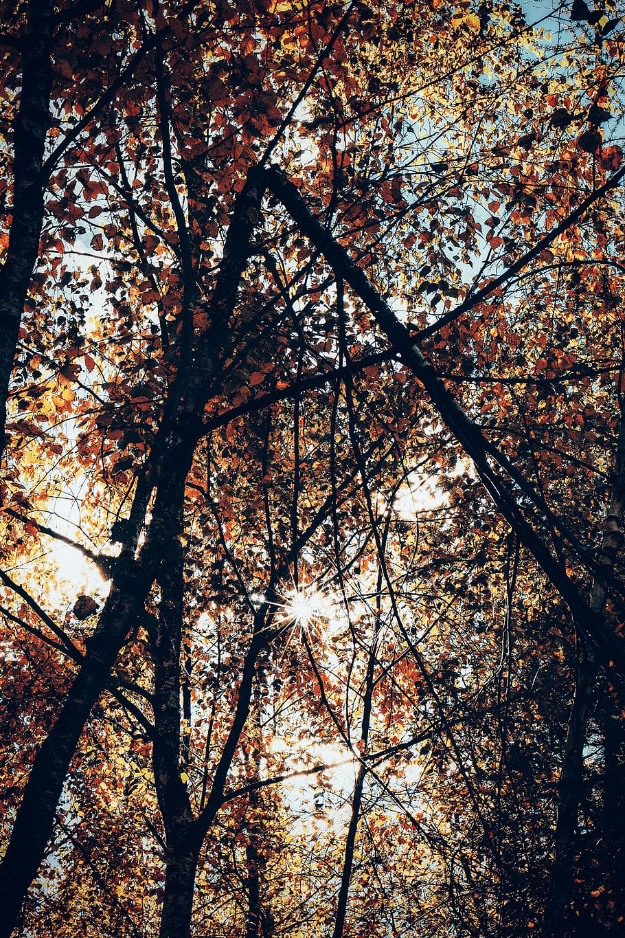 Photo of Brown-leafed Tree in Forest, branches, calm, environment HD wallpaper