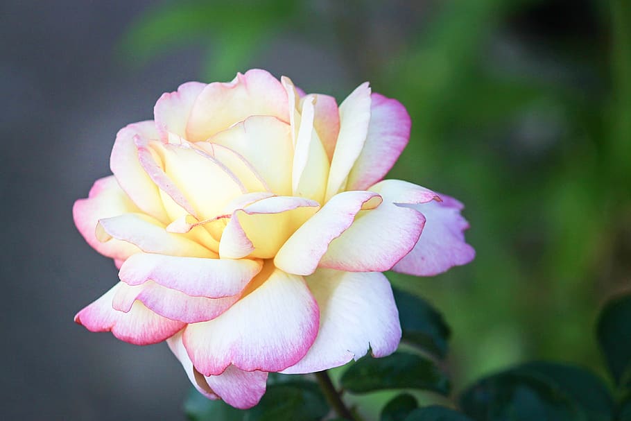 rose, pink, white, tender, rose bloom, pink rose, flowers, blossom HD wallpaper