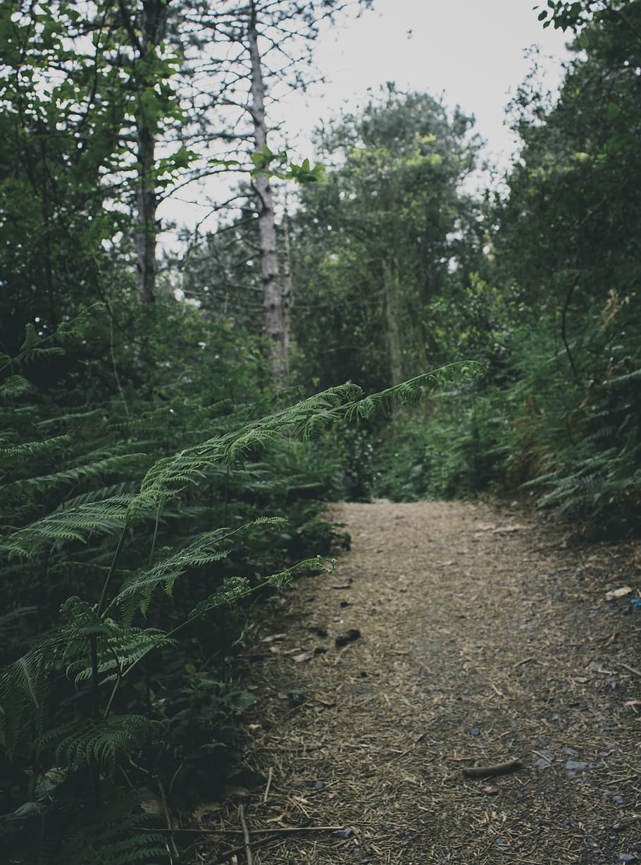 Green Ferns and Pathway, daylight, environment, forest, growth HD wallpaper