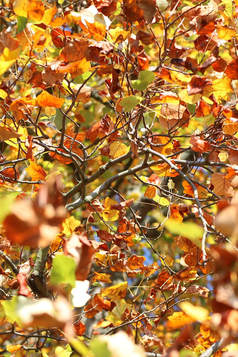 autumn, foliage, colors, colored, nature, tree, park, colorful HD wallpaper