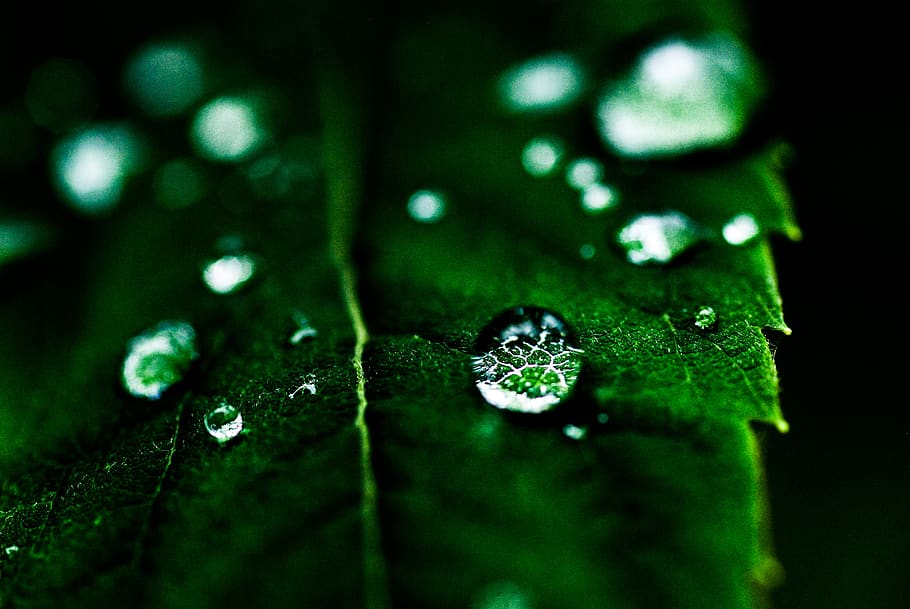 leaf, drop, green, macro, nature, leaves, plants, water, drops HD wallpaper