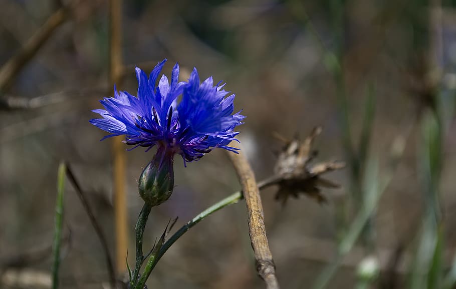 cornflower, blue, nature, blossom, bloom, summer, meadow, plant HD wallpaper