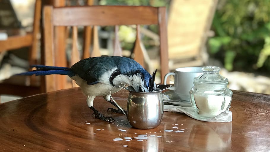 Bird Beside Container on the Table, beverage, coffee, coffee drink HD wallpaper
