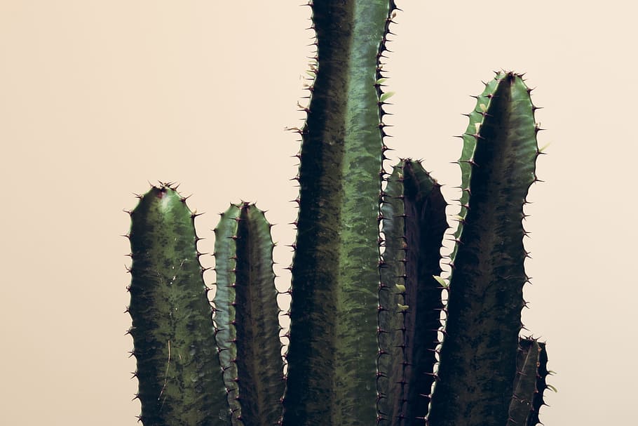 green cactus plant, explore, spike, minimal, greenhouse, greenery, HD wallpaper