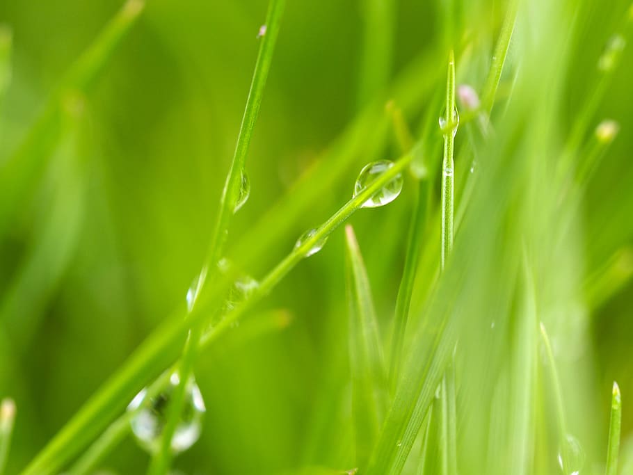 fresh, green, nature, grass, water, drop, drops, early, daw HD wallpaper