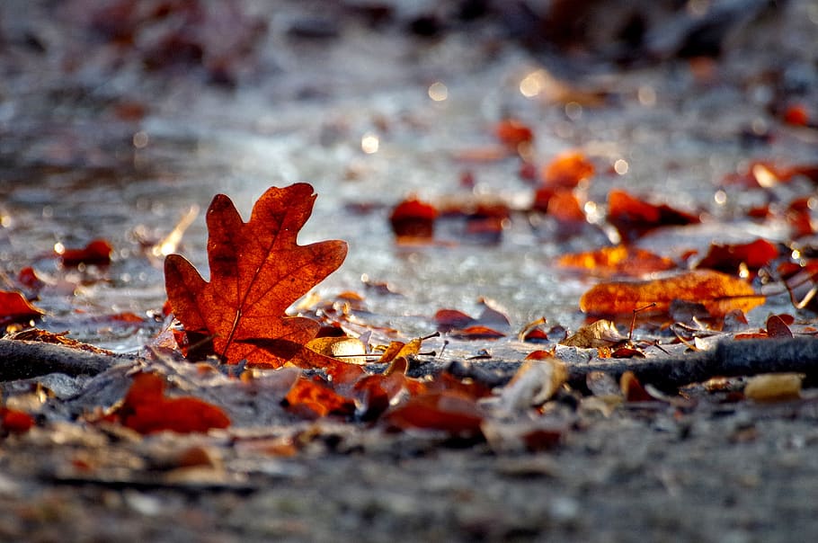 autumn, winter, leaves, red, ice, frozen, nature, seasons, plant part HD wallpaper