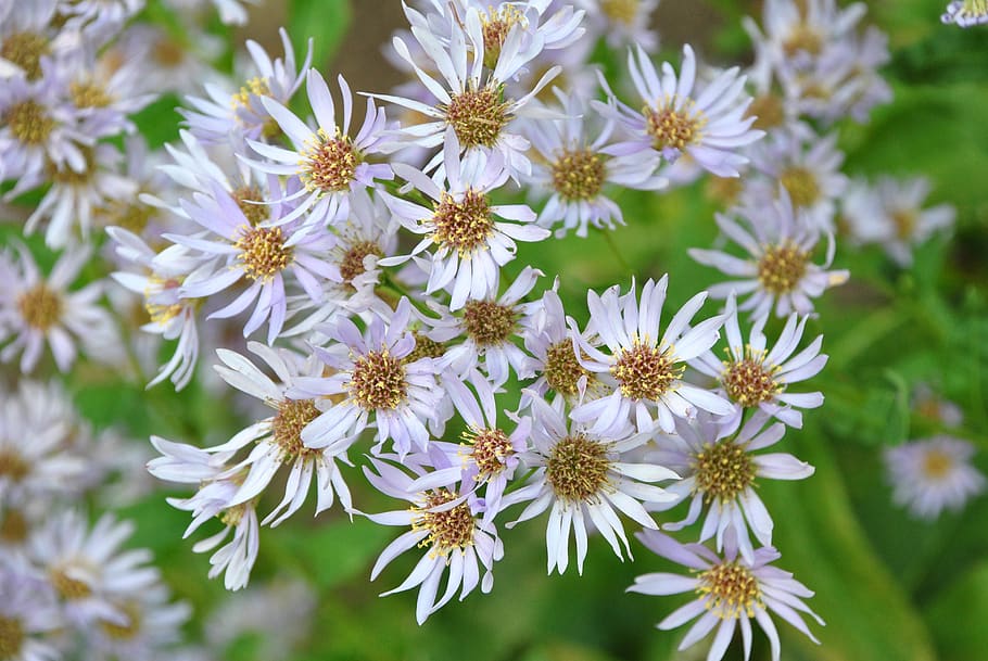 united states, kentucky, yellow, green, flower, nature, outside HD wallpaper