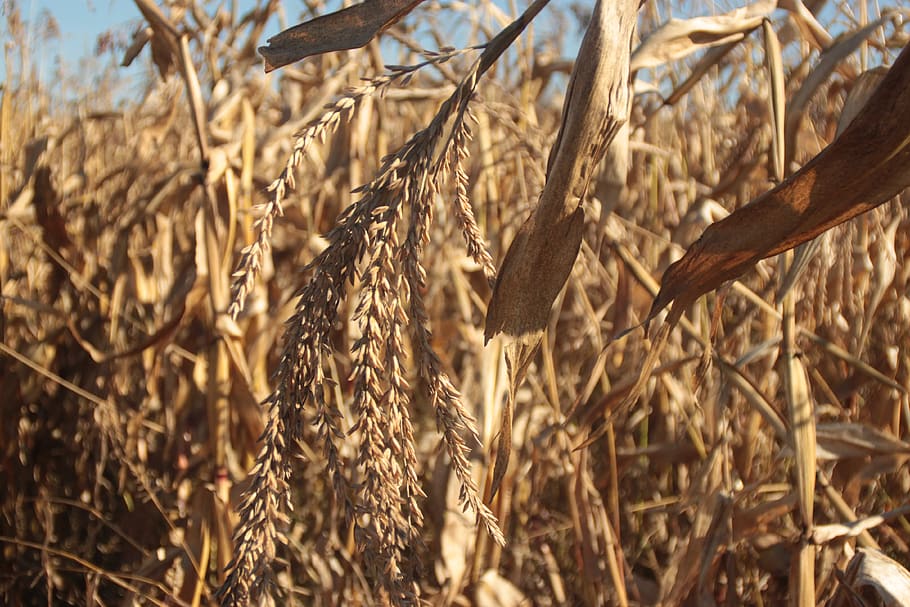 canada, ottawa, field, plants, wheat, seeds, growth, nature HD wallpaper