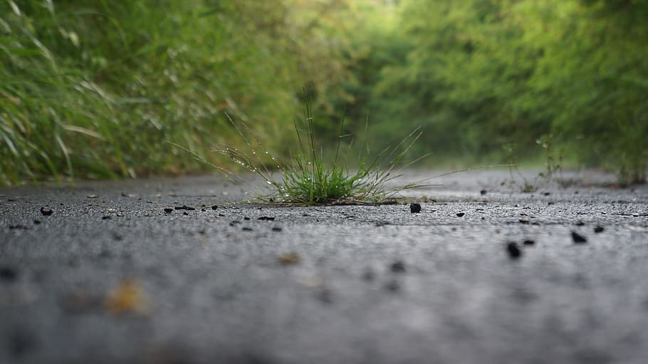 macro, herbs, cement, nature, green, leaves, selective focus HD wallpaper