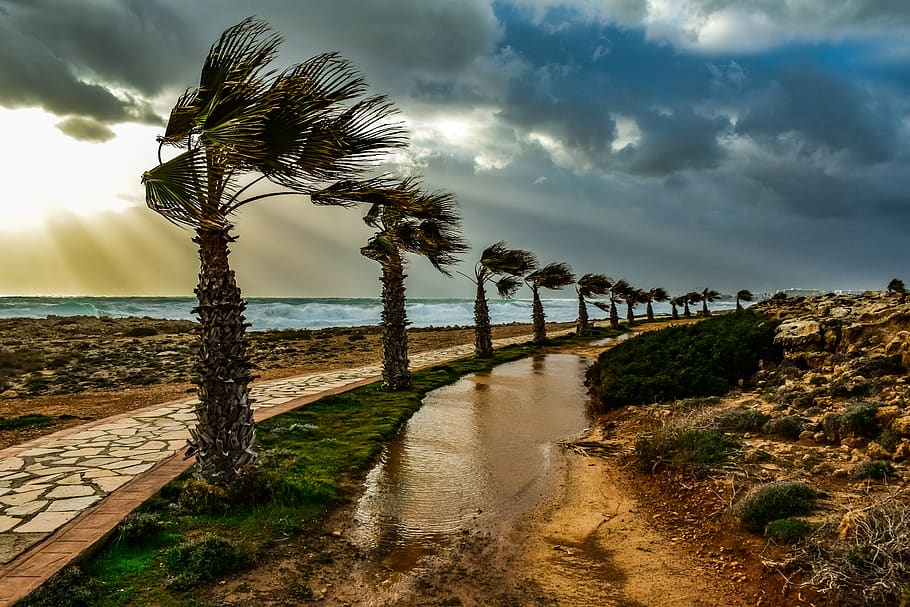 trees, path, palm trees, wind, windy, weather, nature, landscape, HD wallpaper