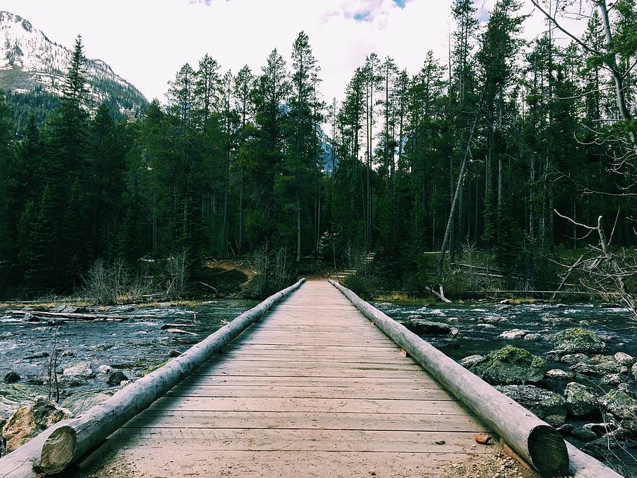 path, forest, trees, pine, pine trees, grand tetons, mountains HD wallpaper