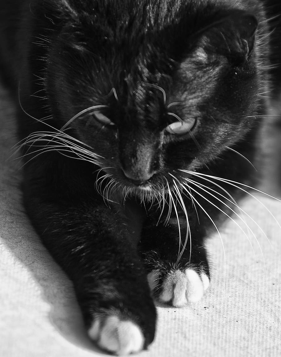 blackandwhite, whisker, cat, mammal, animal themes, one animal HD wallpaper