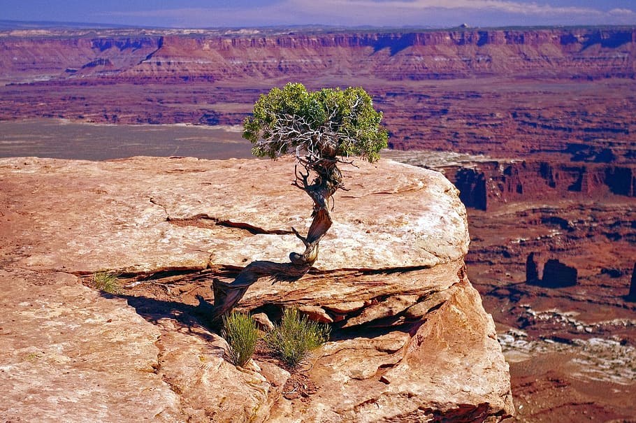 gnarled live utah juniper, canyonlands, national, park, sandstone, HD wallpaper