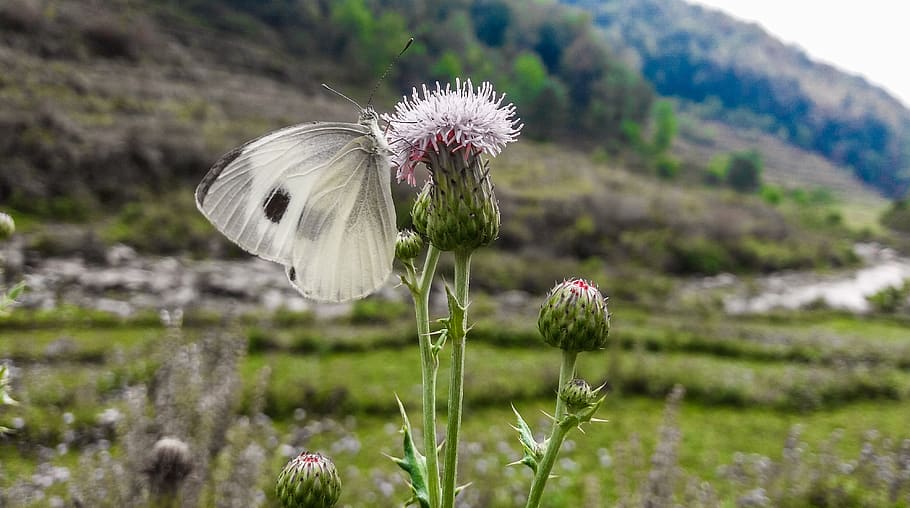 butterfly, insect, animal, macro, flower, planet, animal of nepal HD wallpaper