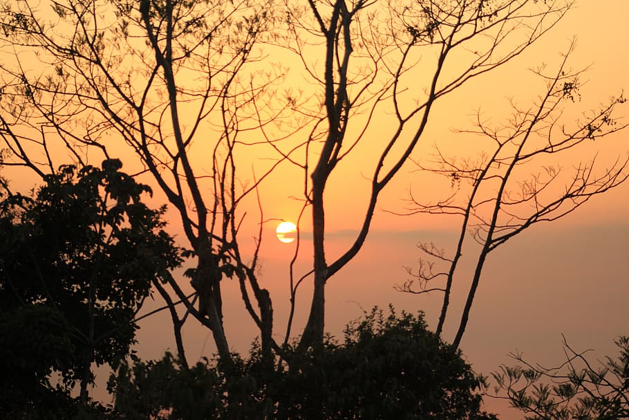 sun, sunny, landscape, sky, silhouette, orange, forest, yellow HD wallpaper