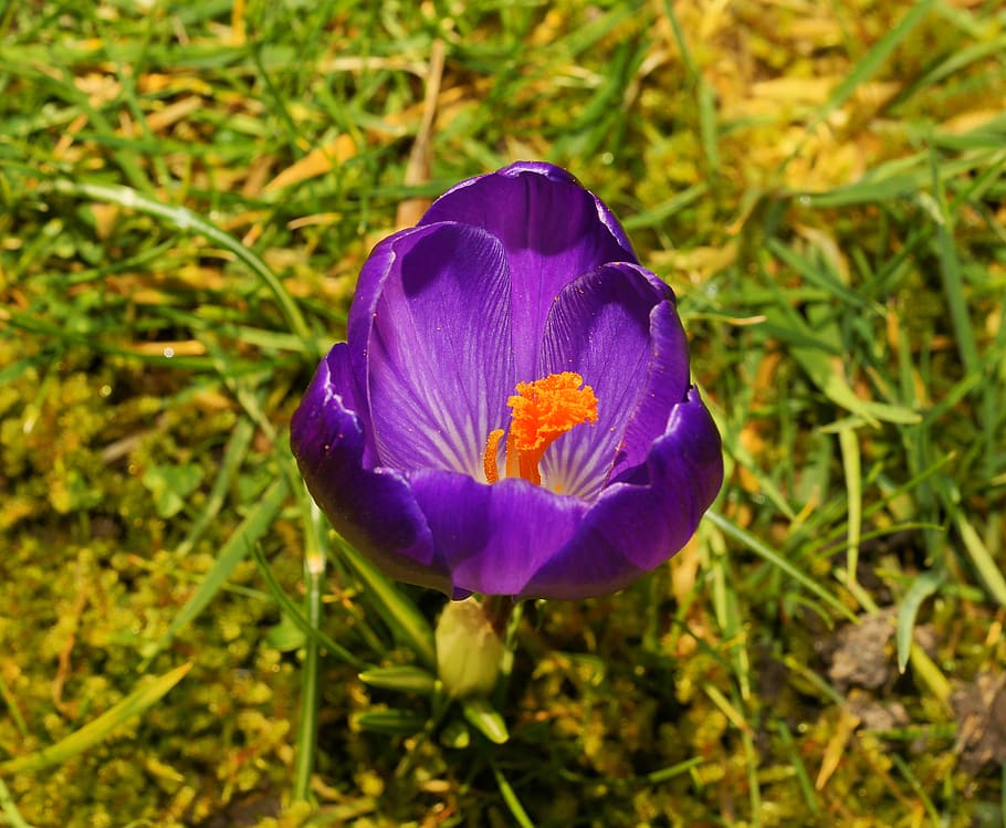 crocus, violet, garden, early bloomer, flower, nature, spring crocus HD wallpaper