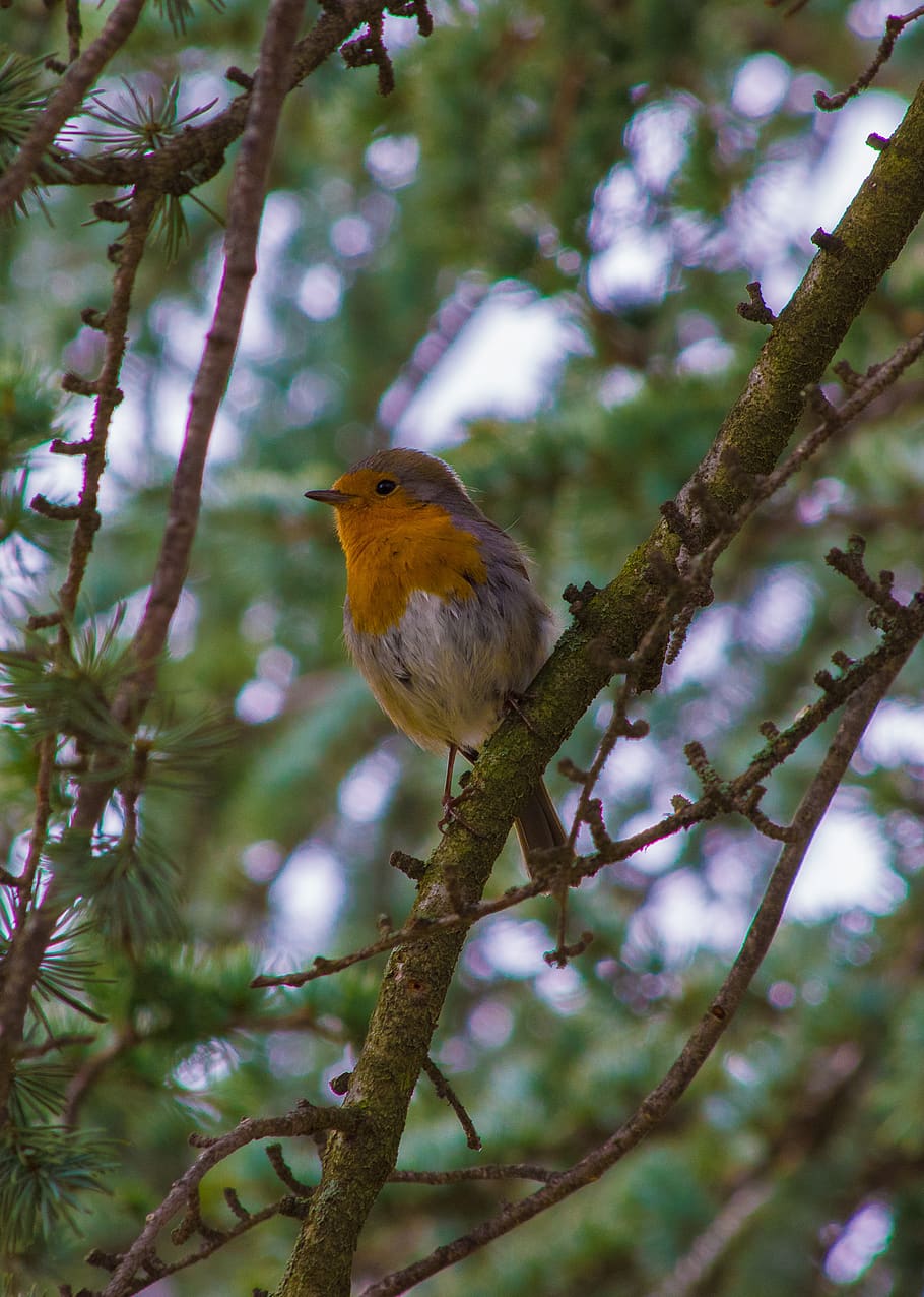 robin, sing, singing, songbird, tree, spring, bill, red, whistle HD wallpaper