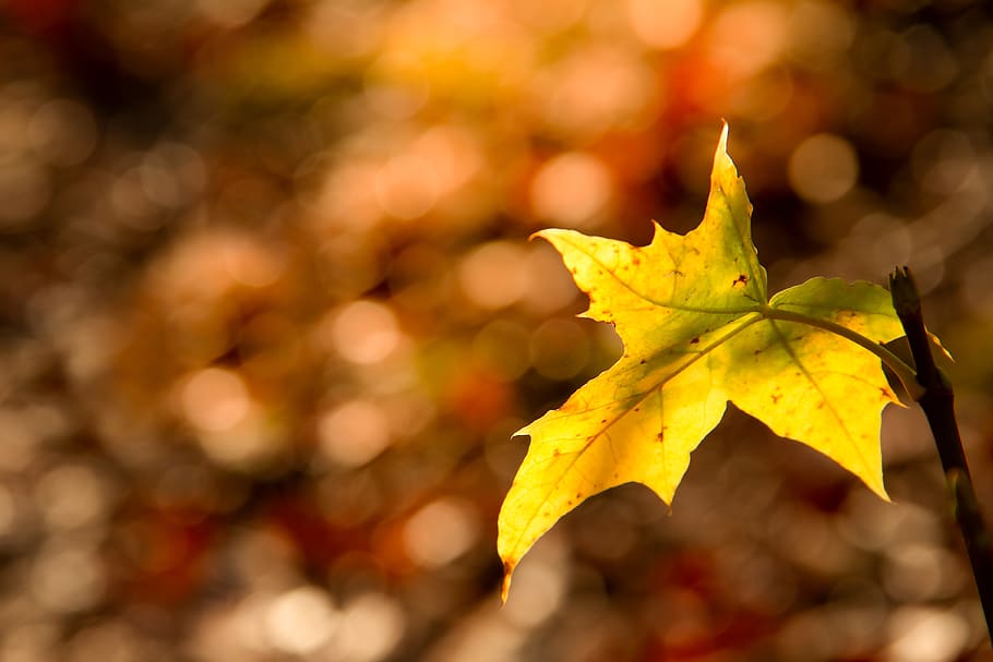 leaf, forest, sunlight, bokeh, nature, sunshine, gardening HD wallpaper
