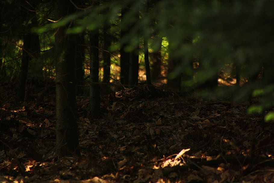netherlands, apeldoorn, forest, tree, plant, nature, growth HD wallpaper