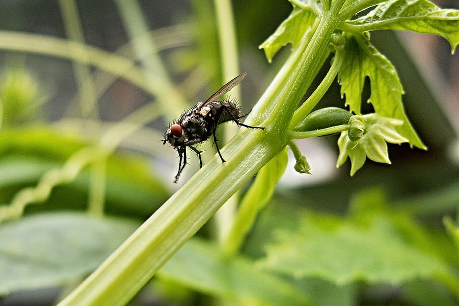 Black Fly on Green Leafy Plant, close-up, housefly, insect, macro HD wallpaper