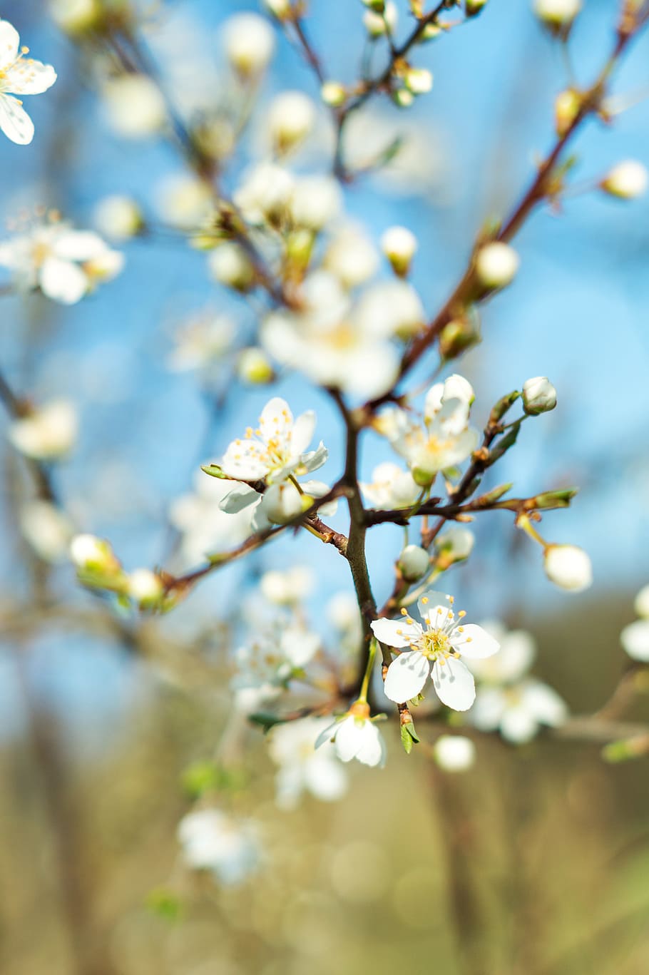 Closeup Photography Blooming Petaled Flower, background, blossom HD wallpaper